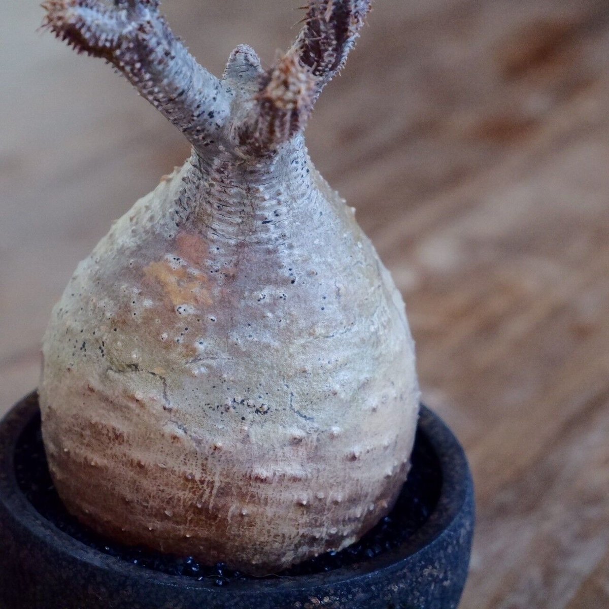 卵型 鰐肌 グラキリス - 象牙宮 - size S［No.33］ × 沼野秀章 作 「