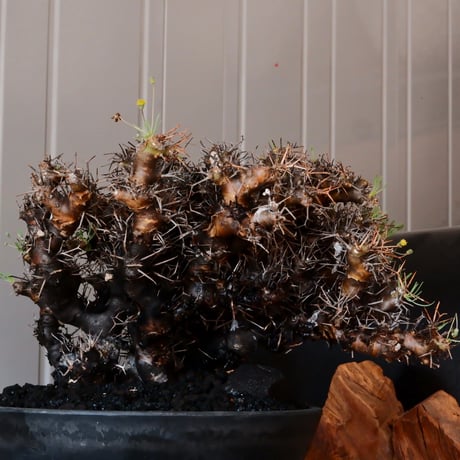 【 大株 】オトンナ ユーフォルビオイデス ［No.89］ ×  8号 浅鉢 植木鉢