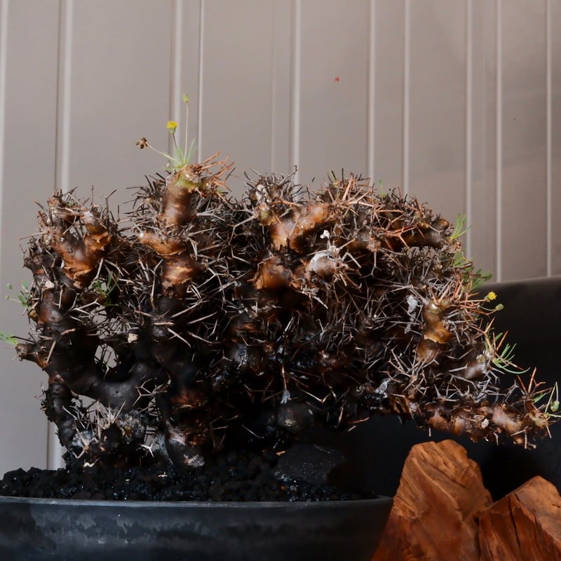 大株 】オトンナ ユーフォルビオイデス ［No.89］ × 8号 浅鉢 植木鉢