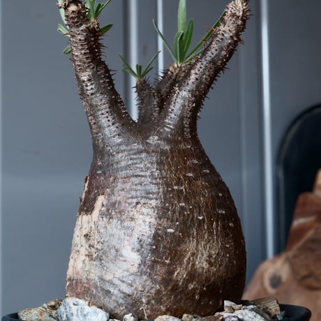 グラキリス φ8.5cm - 象牙宮-［No.25］× 森田昌求 作【 CLAW - L - 】4号 植木鉢 笠間焼