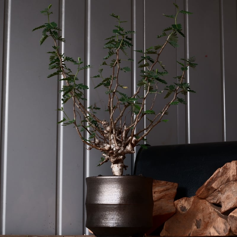 センナ メリディオナリス 輸入株［No.37］ × 松野 然 作 「ZEN」4.5号