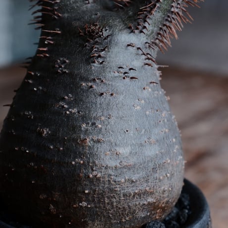 グラキリス - 象牙宮 -［No.154］  ×   沼野秀章 作「 black wrap 」3号 植木鉢 笠間焼