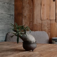発根済 グラキリス  - 象牙宮 - size S［No.227］  ×  與那嶺大輔 作 「琉球唐草」3号 植木鉢