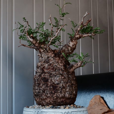 大株 オペルクリカリア パキプス φ 15cm［No.44］  ×   根本峻吾 作 S.N POT  type.cylinder-low「 月光ノ鐵 」 7号 植木鉢