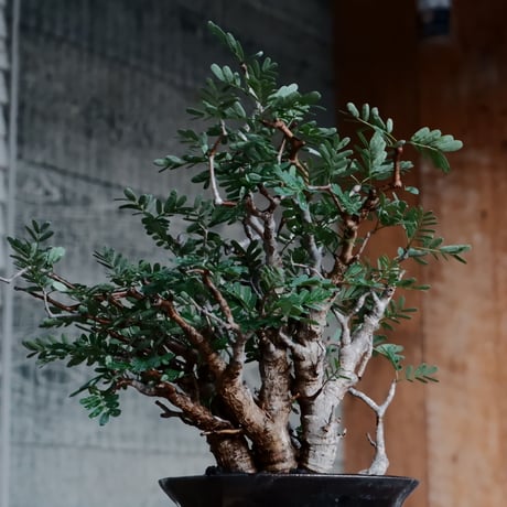 センナ メリディオナリス 低木［No.48］  ×  沼野秀章 作「 black wrap 」 4号 植木鉢 笠間焼