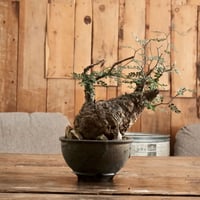 オペルクリカリア パキプス φ10cm［No.7］  ×  磯部祐介 作「 円 - en -  金剛 / 飛び鉋 浅鉢 ver. 」4号 植木鉢