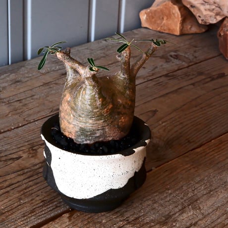 グラキリス φ8.5cm - 象牙宮 - ［No.10］  ×   沼野秀章 作「 black wrap 」3号 植木鉢 笠間焼