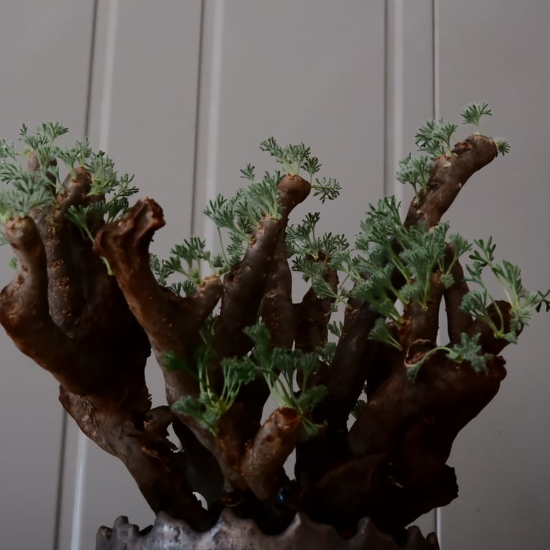 サルコカウロン・ムルチフィズム 現地球 良型株　大株 サルコカウロン・ムルチフィズム 現地球 良型株 大株 芽吹有り