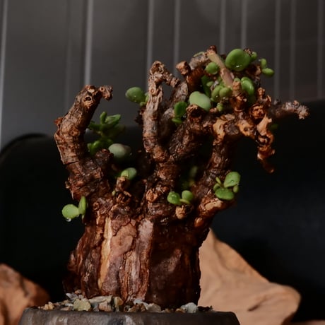 ケラリア ピグマエア［No.74］  × 磯部祐介 作品【 円 - 金剛 - 】2.5号 植木鉢 笠間焼