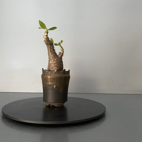 発根済 超チビ マカイエンセ 魔界玉 現地株 BG-139 × S.N.Pot - crown - 2号鉢 ［作家  "根本峻吾"］