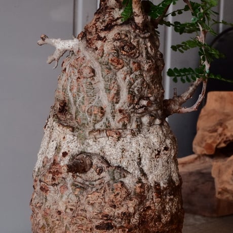 白 オペルクリカリア パキプス φ 11cm［No.21］  ×   沼野秀章 作「 刻ム音 」3.5号 植木鉢 笠間焼