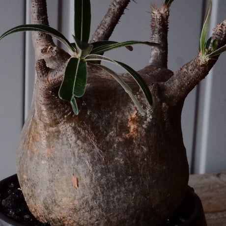 グラキリス φ9.5cm - 象牙宮 -［No.99］  × 磯部祐介 作「 円 - en - "闇落ち "」3.5号 植木鉢 笠間焼