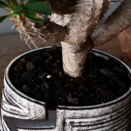 ユーフォルビア ギラウミニアナ 輸入株 発根済［No.2］  × 根本峻吾 作品【 S.N POT type.cylinder「 雷電 / 月光 ver. 」4号 】笠間焼 植木鉢