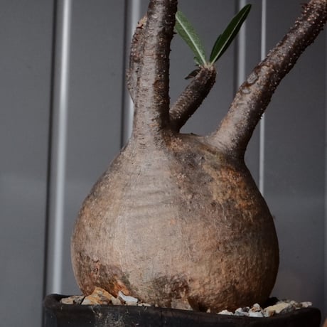 グラキリス φ9cm - 象牙宮 - ［No.67］  ×   沼野秀章 作「 black wrap 」3号 植木鉢 笠間焼