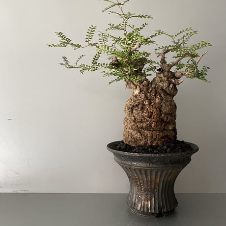 発根済 オペルクリカリア パキプス P-50  ×【作家 小野瀬 一 】"shinogi" 6.5号 植木鉢