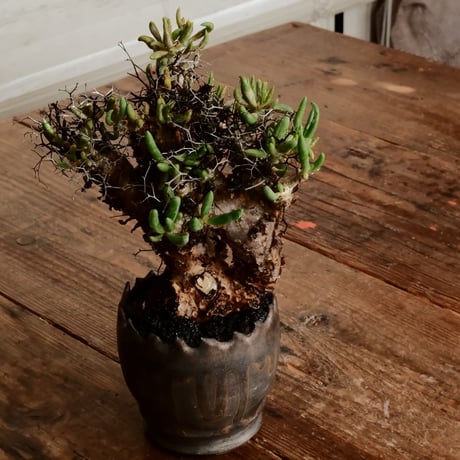 チレコドン レティキュラーツス 万物想［No.2］  ×   根本峻吾 作 S.N POT type.round「 黒焔  」3号 植木鉢 笠間焼