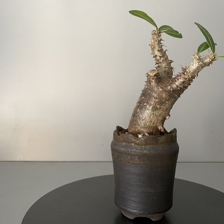 発根済 超チビ マカイエンセ 魔界玉 現地株 BG-146 × S.N.Pot - crown - 2号鉢 ［作家  "根本峻吾"］