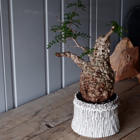オペルクリカリア パキプス φ 11cm［No.05］  × 根本峻吾 作 S.N POT type.cylinder「 月光ノ爪牙」4.5号 植木鉢 笠間焼