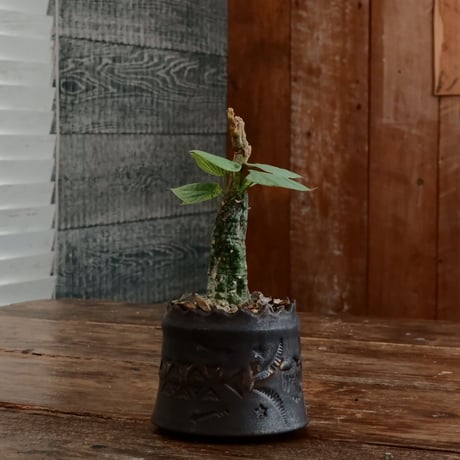アデニア クリスタルグリーン［No.56］  ×   根本峻吾 作 S.N POT type.cylinder「 刻印  - kokuin -」3号 植木鉢 笠間焼