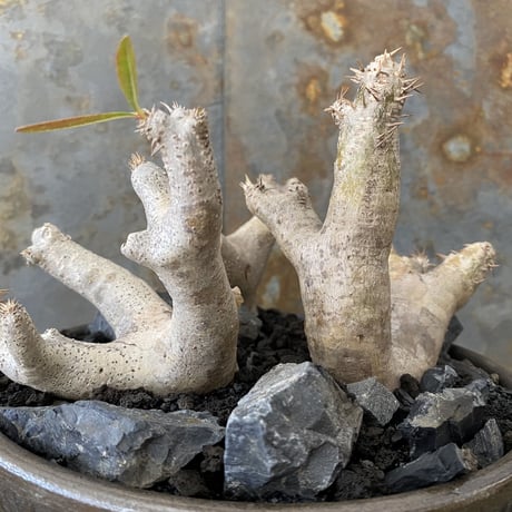 Madagascar Rock Garden - Black -［ No.2 ］