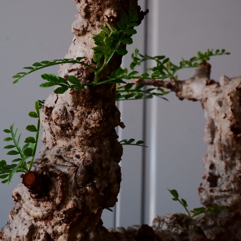 オペルクリカリア パキプス φ10cm［No.21］ × 沖誠 作「Bark / deep