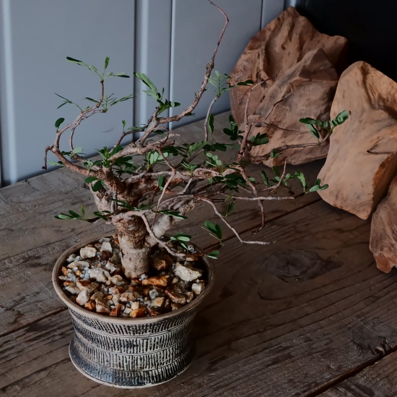 センナ　メリディオナリス　鉢付　発根済 センナ メリディオナリス 現地株 発根済［No.32］ × 森田昌求 作