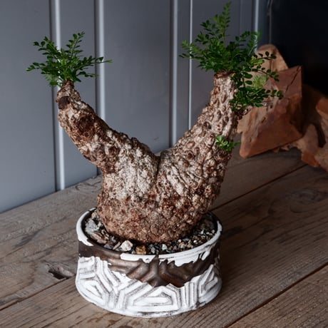 オペルクリカリア パキプス φ 14cm［No.06］  × 根本峻吾 作 S.N POT type.low「 鐵 -堕天白- 」5号鉢 笠間焼