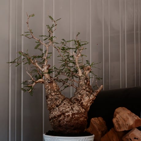 大株 オペルクリカリア パキプス φ 14cm［No.45］  ×   根本峻吾 作 S.N POT  type.slim-low「 月光ノ鐵 」 6号 植木鉢