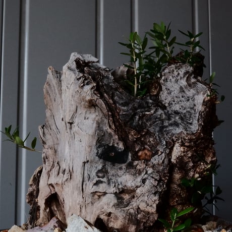 Old Olive 古木オリーブ［No.07］× 11号鉢 (φ33cm)