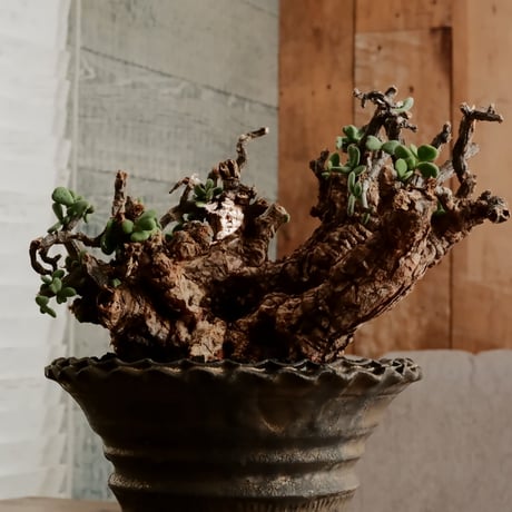 《 size XL》ケラリア ピグマエア［No.20］  ×  磯部祐介 作「 鶏冠 -tosaka - 金剛 」5号 植木鉢 笠間焼