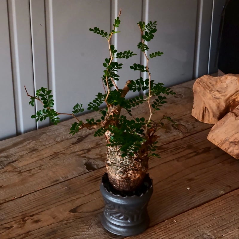 オペルクリカリア パキプス φ 7.5cm［No.35］ × 根本峻吾 作 S.N PO