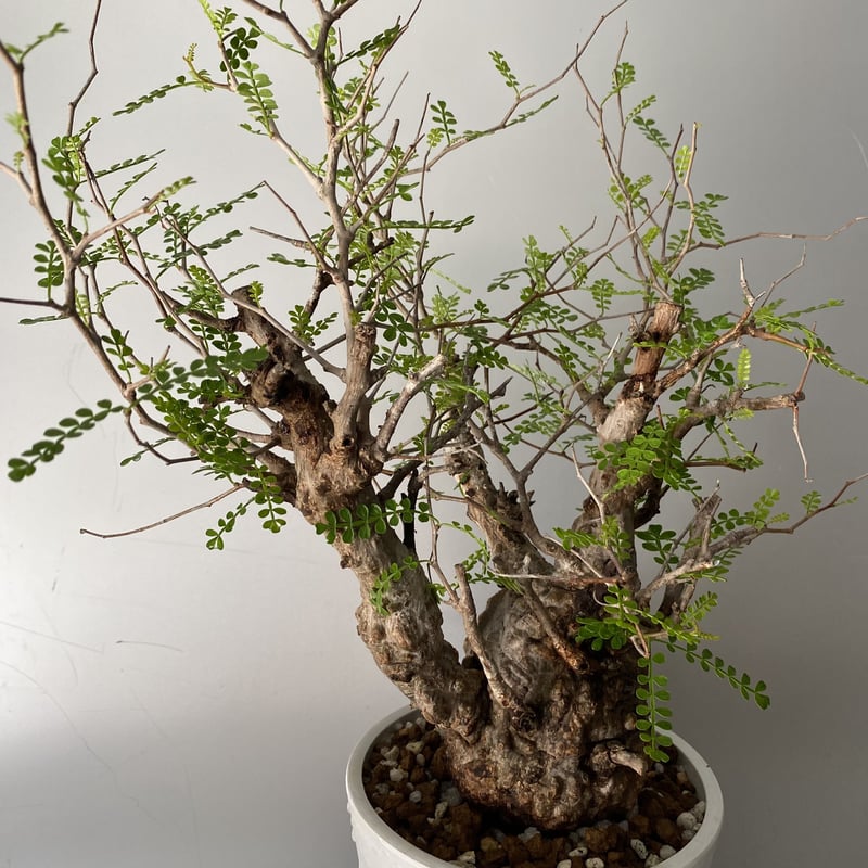 makongu枠　パキプス 発根済 象形 オペルクリカリア パキプス P19 | Botanical Holic