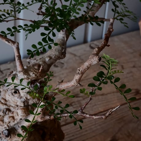 オペルクリカリア パキプス φ 9.5cm［No.6］  × 沖誠 作「Bark / upper spread」 3号 植木鉢 笠間焼