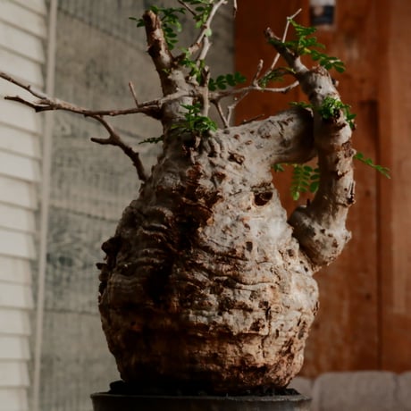 オペルクリカリア パキプス φ11cm［No.10］  ×   小野瀬一 作品  3号 植木鉢
