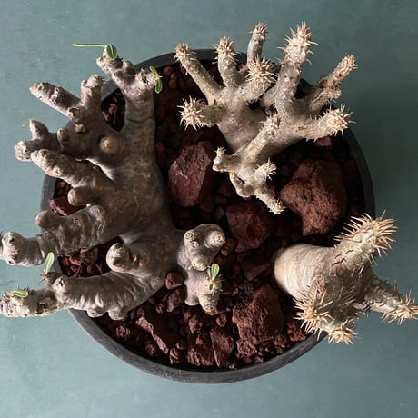 Big Madagascar Rock Garden - Red -［ No.8 ］