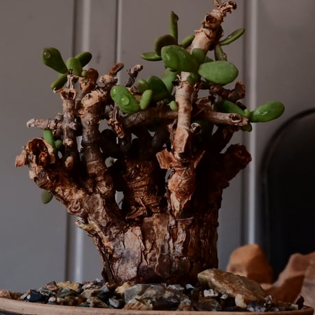 ケラリア ピグマエア［No.01］  ×   森田昌求 作 「 Abstract Scratch 」 4号 植木鉢 笠間焼