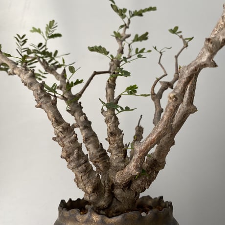センナ メリディオナリス  発根済 現地株 SE-01 × S.N.Pot - crown - 3号鉢