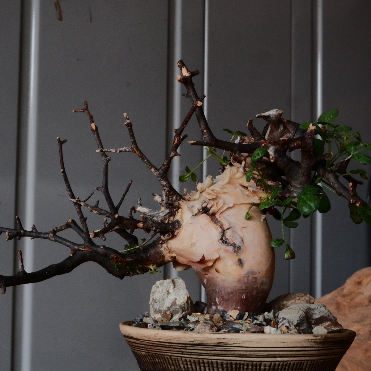 塊根植物 黒鉢 植物コミフォラカタフ