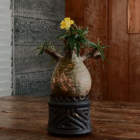 グラキリス - 象牙宮- ［No.170］  ×   根本峻吾 作 S.N POT type.cylinder「 鐡 - 黒焔 - 」3号 植木鉢 笠間焼