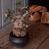 オペルクリカリア パキプス φ 11cm［No.23］  × 磯部祐介 作「 円 - 闇堕ち - "飛び鉋"」4号 植木鉢 笠間焼