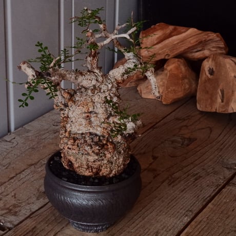 厳選大鉢三点セット+1 磯部祐介…検)カタチ製作所 バリエム 厳選大鉢三点セット+1 磯部祐介…検)カタチ製作所 バリエム