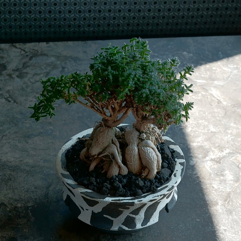 トリコディアデマ・ブルボスム - 姫紅小松 - 寄せ植え［No.01］× 沼野