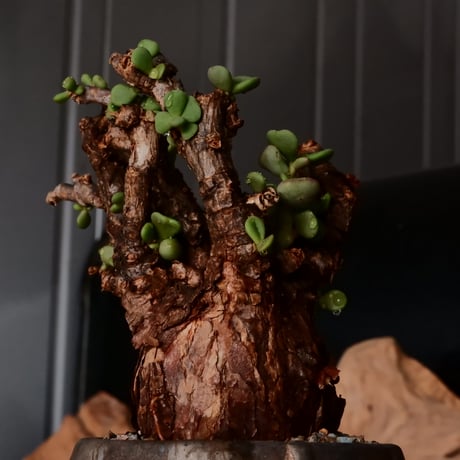 ケラリア ピグマエア［No.74］  × 磯部祐介 作品【 円 - 金剛 - 】2.5号 植木鉢 笠間焼