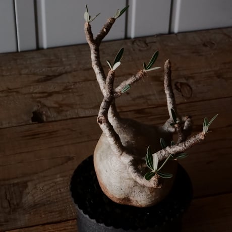 グラキリス φ10.5cm  - 象牙宮 -［No.230］  × 沖誠 作「  Narrow Border / shallow cylinder」 4.5号 植木鉢 笠間焼