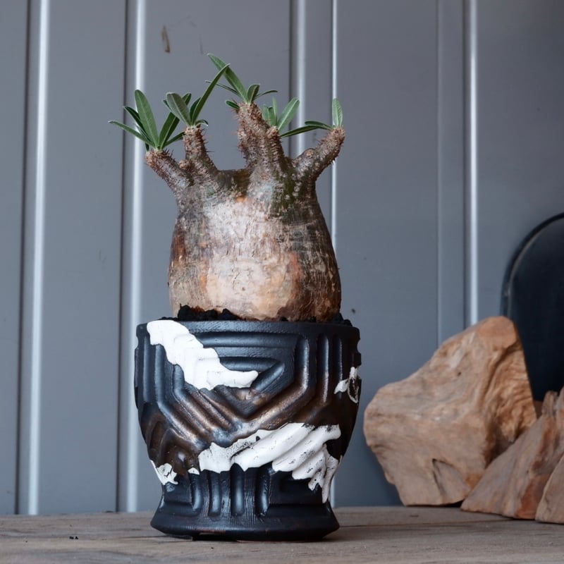 グラキリス φ9.5cm - 象牙宮-［No.32］× 根本峻吾 作 S.N POT type