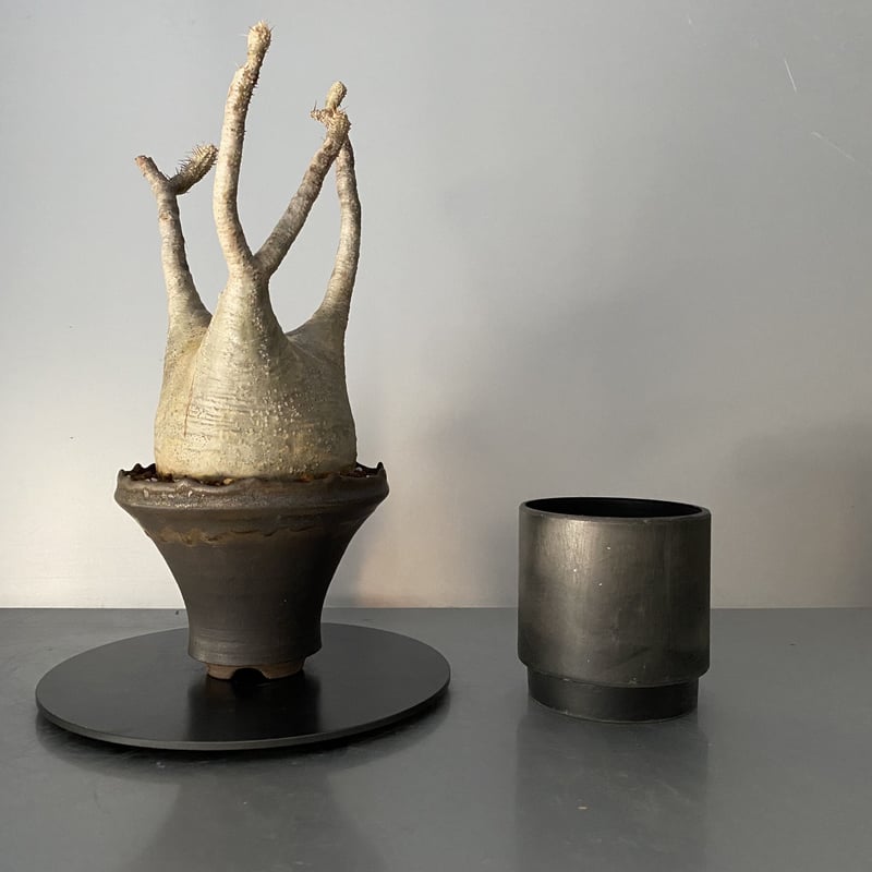 発根済 グラキリス BG-223 × S.N.Pot - crown - 5号鉢 ［作家  