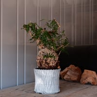 オペルクリカリア パキプス φ 13cm［No.03］  ×   根本峻吾 作 S.N POT  type.slim「 月光ノ爪牙 」 5号 植木鉢 笠間焼
