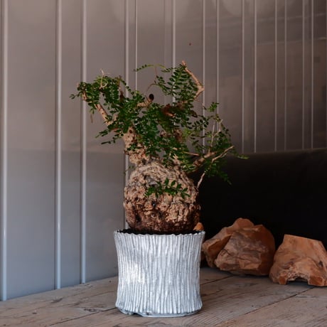 オペルクリカリア パキプス φ 13cm［No.03］  ×   根本峻吾 作 S.N POT  type.slim「 月光ノ爪牙 」 5号 植木鉢 笠間焼