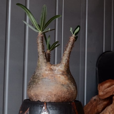 グラキリス φ10cm - 象牙宮 -［No.100］  × 磯部祐介 作「 円 - en - "闇落ち "」3.5号 植木鉢 笠間焼