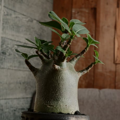 《人型》アデニウム アラビカム " ドワーフ " φ6.5cm［No.6］  ×  根本峻吾 作 S.N POT type.normal「 鐡 - kurogane - 」 3号  笠間焼